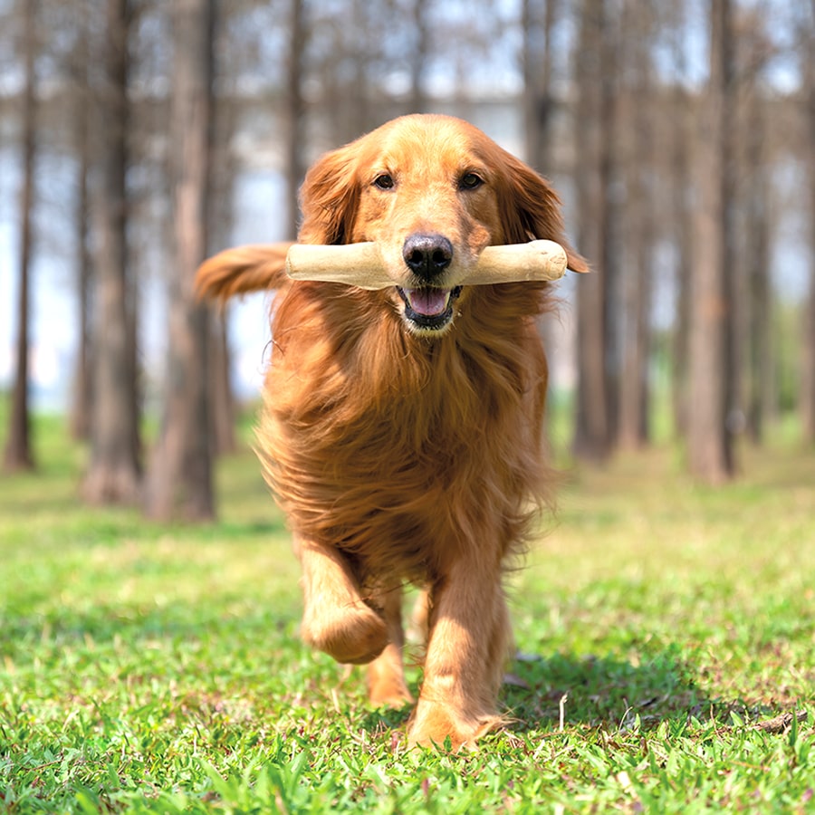 Giochi-cane - IMAC