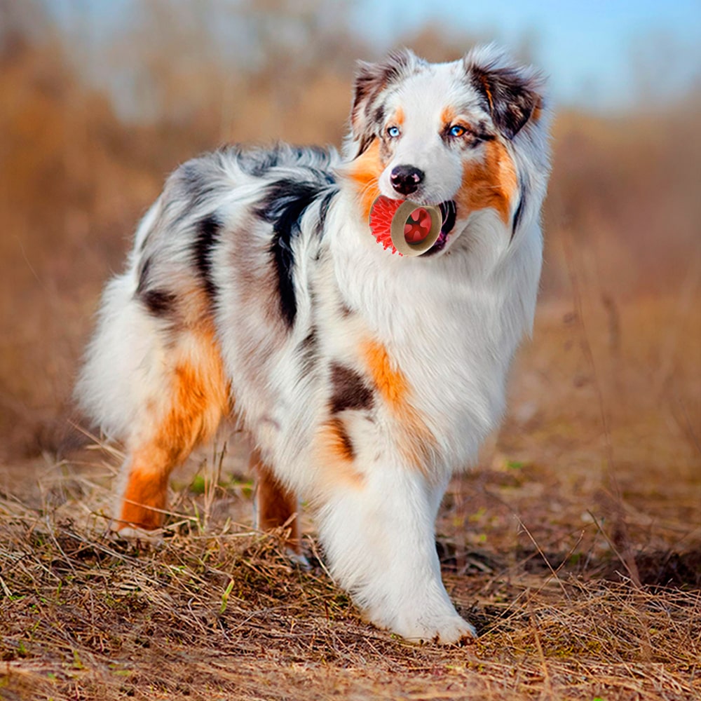 Giochi-cane - IMAC