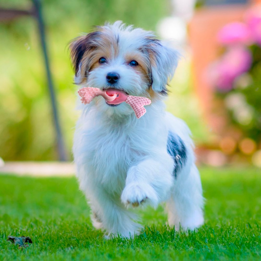 Giochi-cane - IMAC