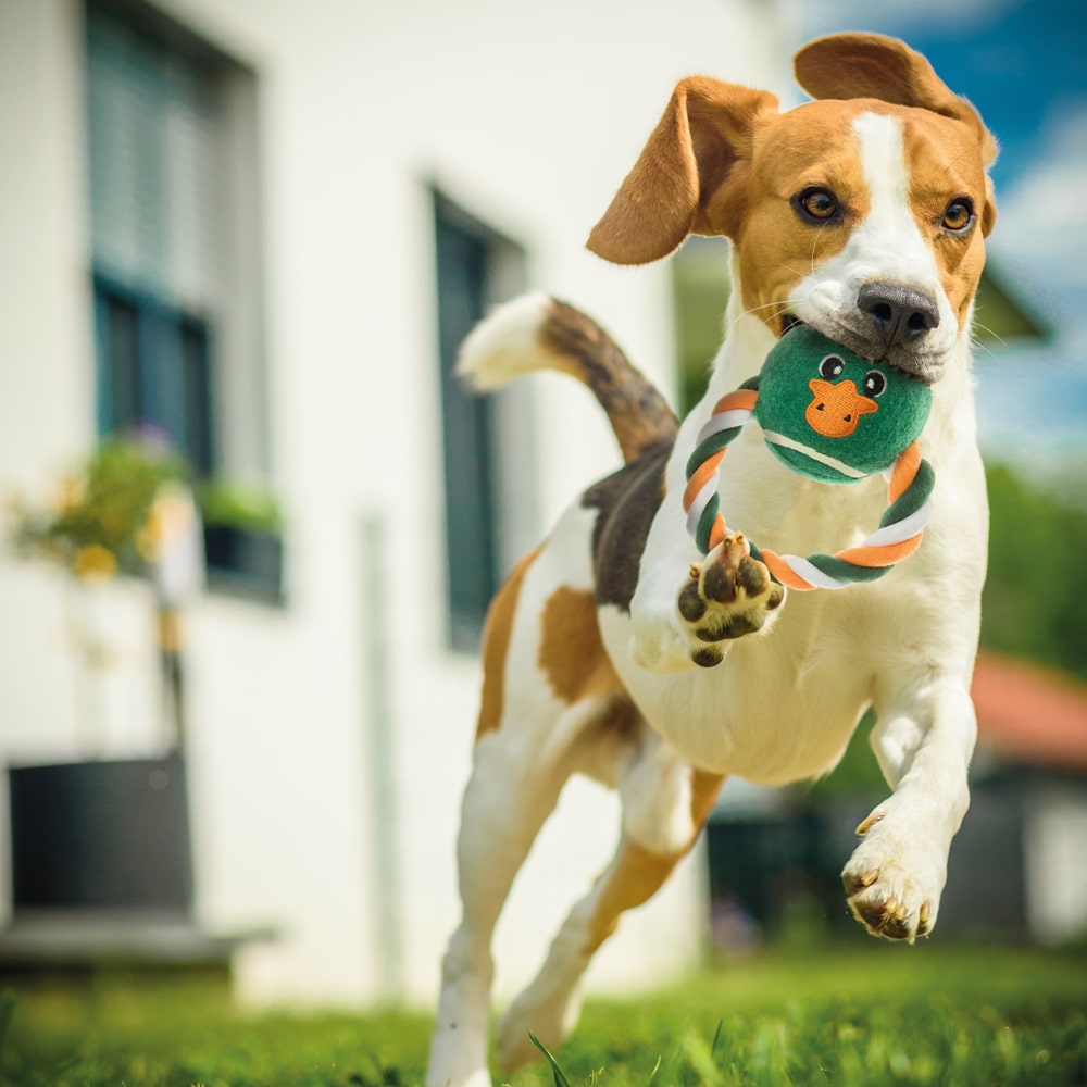 Giochi-cane - IMAC