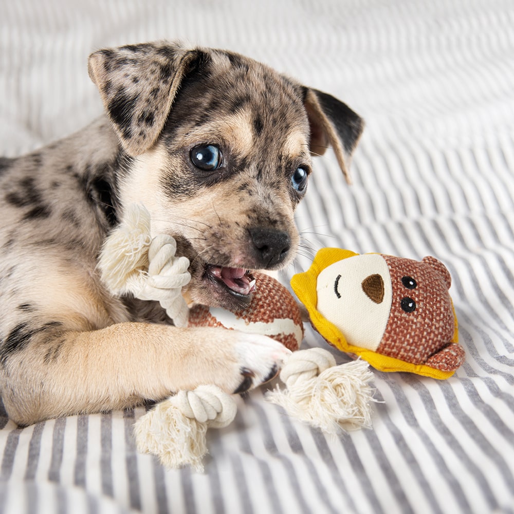 Giochi-cane - IMAC