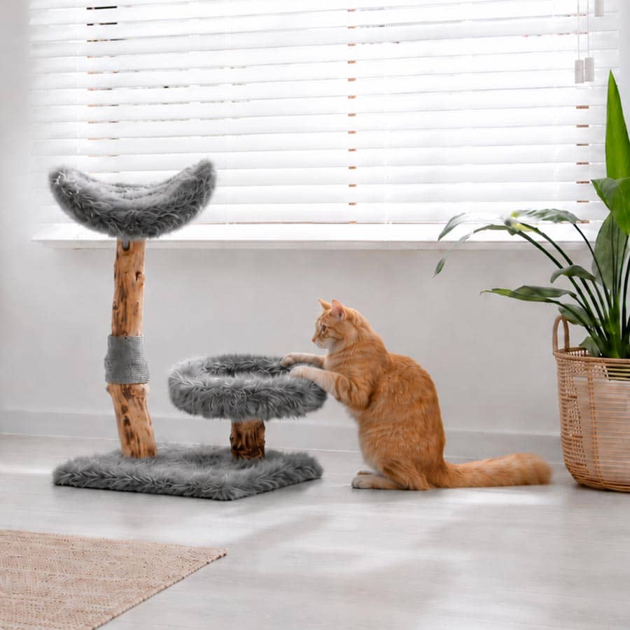 Cat scratching - IMAC